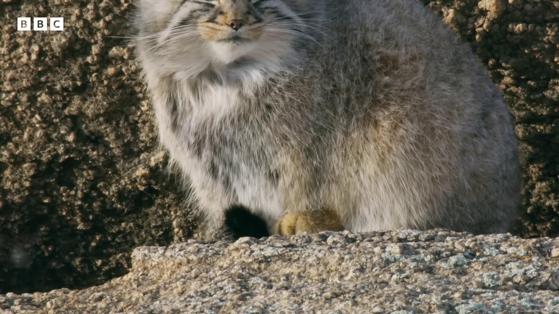 a cat sitting on top of a rock still from nature documentary still from a nature documentary fluffy cat chonker cat blue siberian forest cat young lynx sand cat many cute fluffy caracals lynx big cat anthropomorphic lynx long fluffy fur outrageously fluffy long fur very beautiful fur cute fluffy caracal