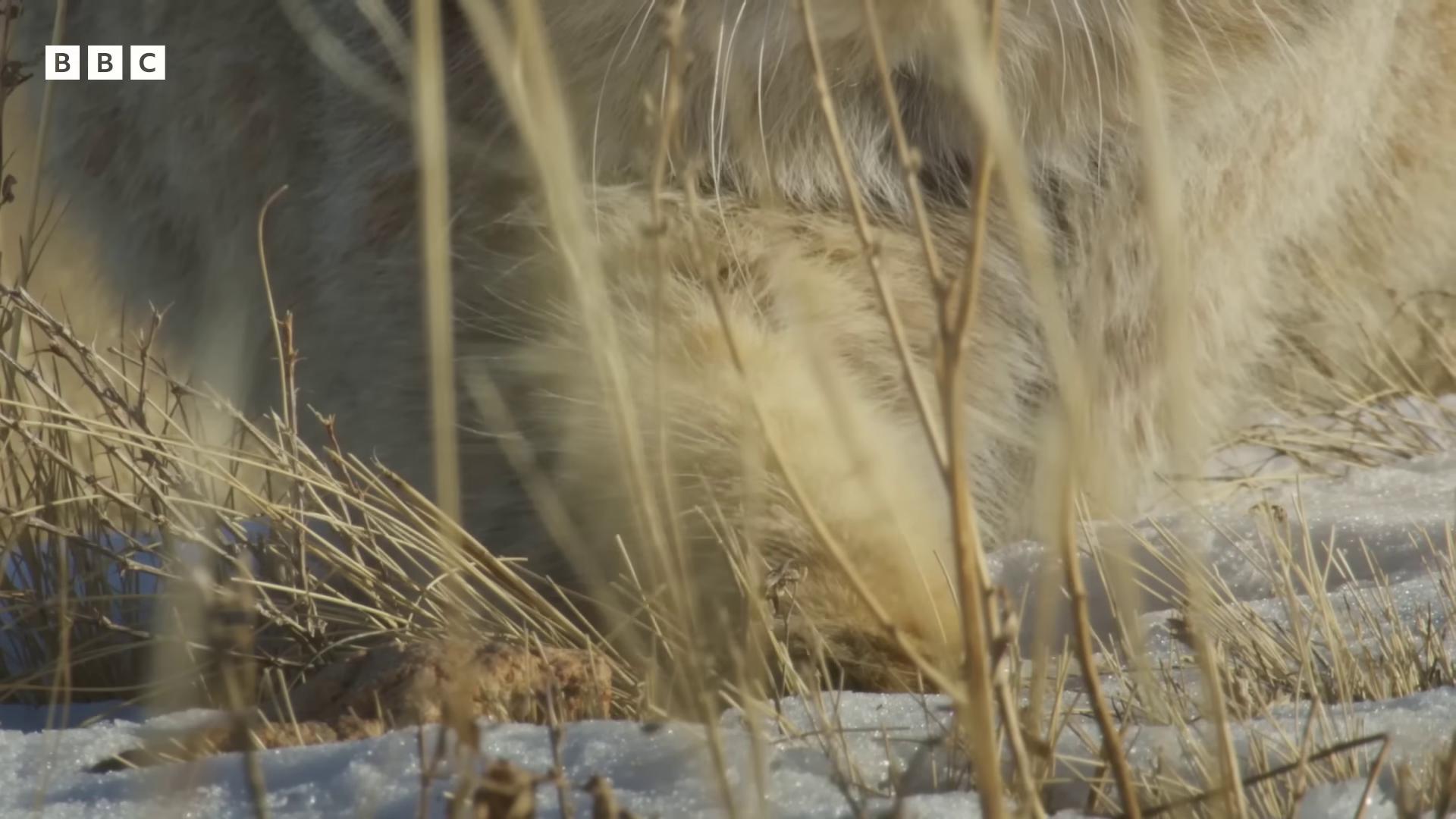 a lion is walking through the grass still from nature documentary closeup of a snow owls face still from a nature documentary dramatic cinematic detailed fur many cute fluffy caracals fur visible long coyote like ears sand cat large horned tail large yellow eyes detailed white fur bbc earth wolf in a snowfield backlit fur