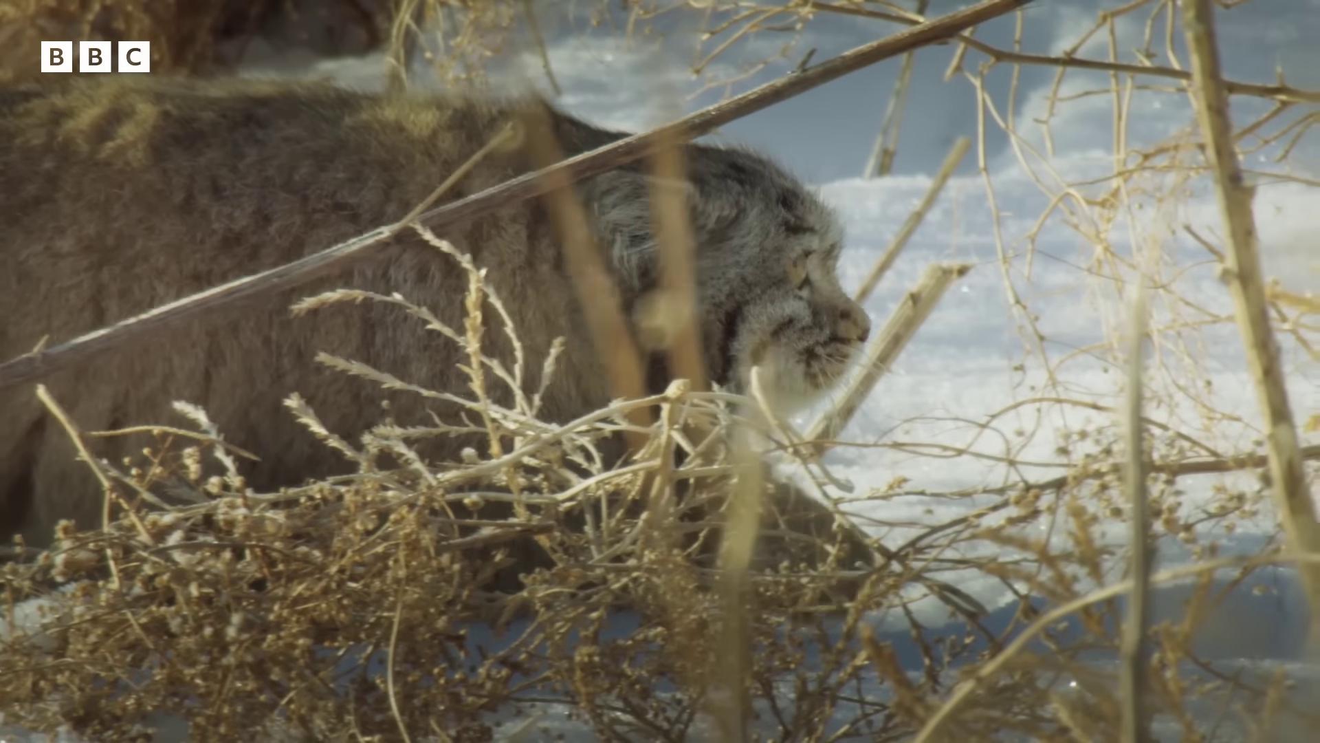 a cat is standing in the tall grass still from a nature documentary still from nature documentary big cat sabertooth cat dramatic cinematic detailed fur snow leopard snow camouflage chonker cat blue siberian forest cat featured on vimeo lethal preservation 4k photo gigapixel 4k trailcam national geographic footage
