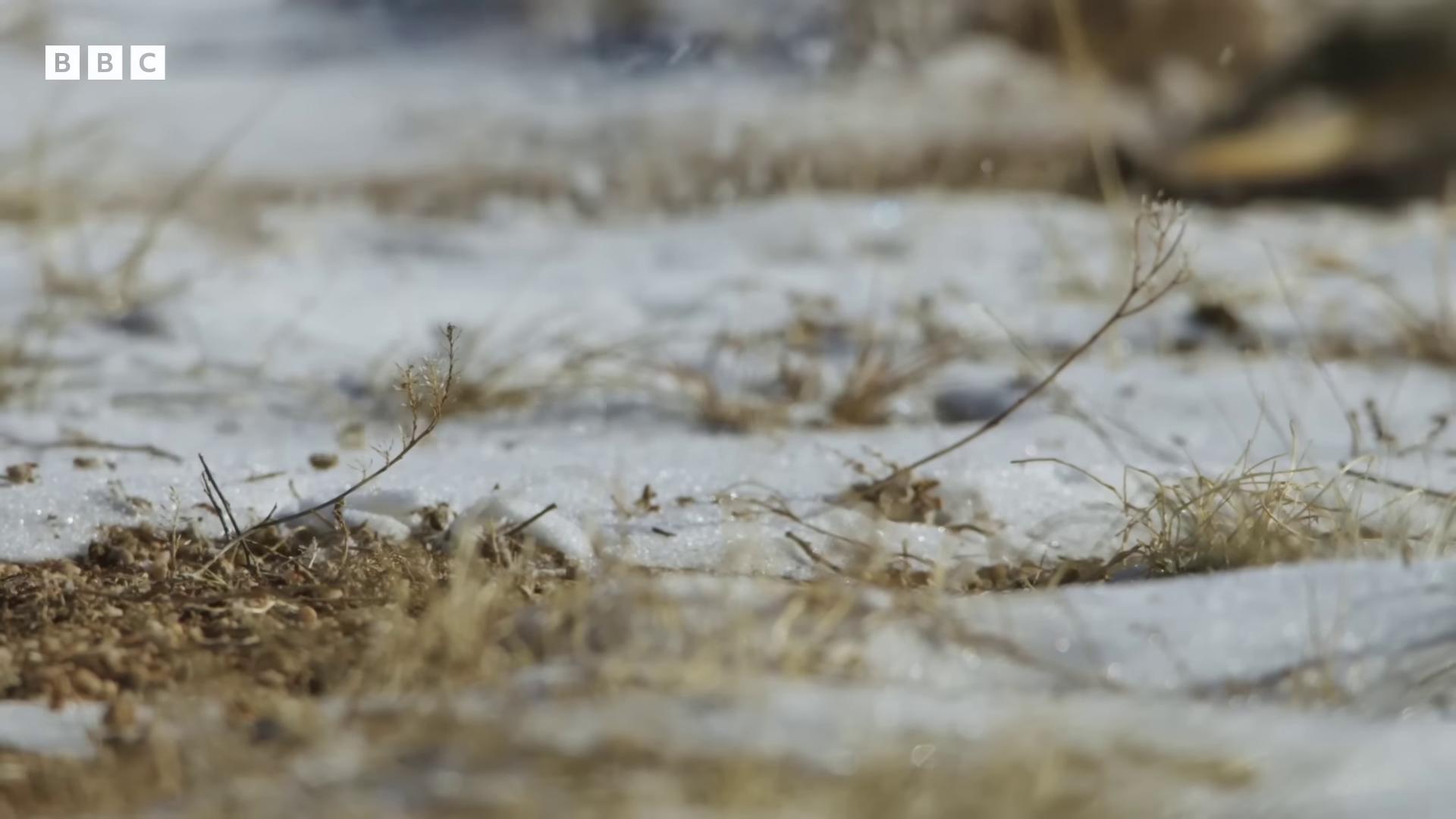 a bird is standing in the snow still from nature documentary still from a nature documentary closeup of a snow owls face hyperrealistic sparrows bbc earth birds f cgsociety wildlife documentary in the steppe wolf in a snowfield buffalo hunt movie national geographic footage empty snow field low angle 8k hd nature photo