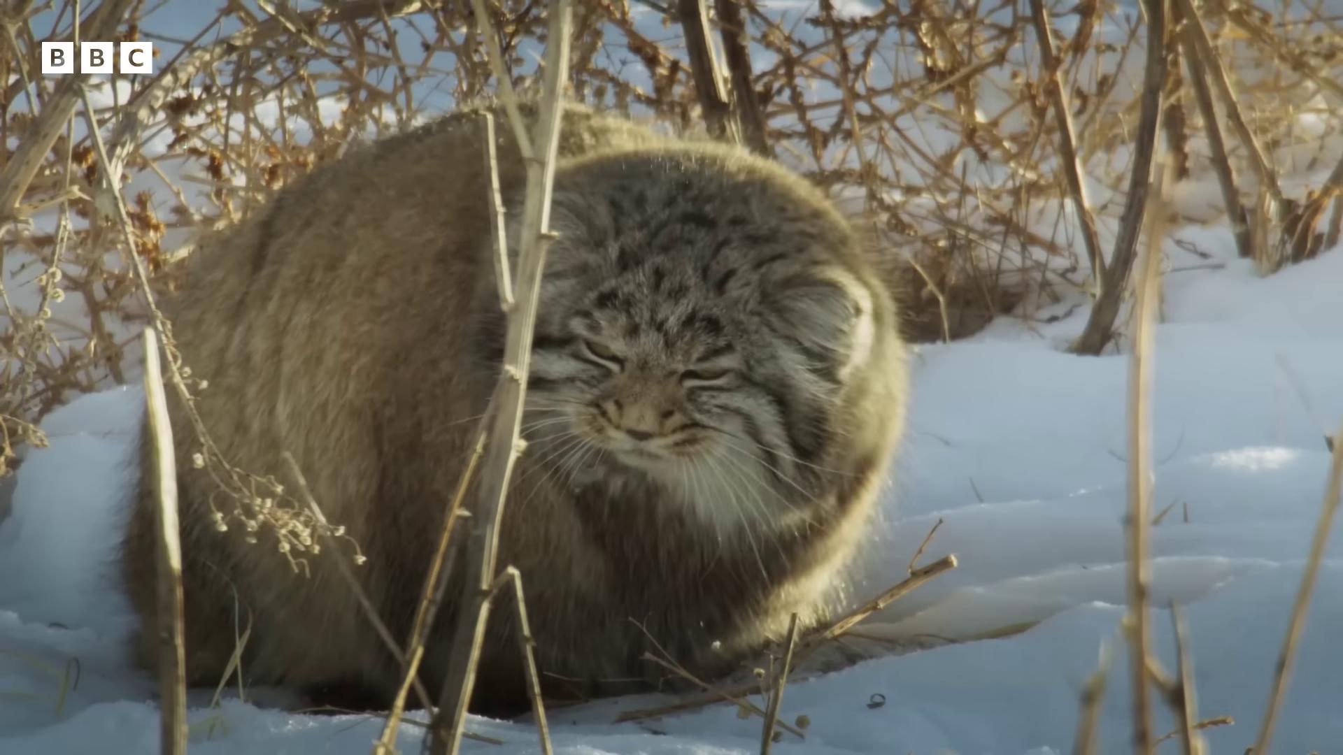 a cat is sitting in the snow chonker cat very round outrageously fluffy fluffy cat big cat still from a nature documentary whole cat body still from nature documentary long fluffy fur very fluffy poofy manes of fur the cat is fluffy lots of fur wearing intricate fur armor spherical body