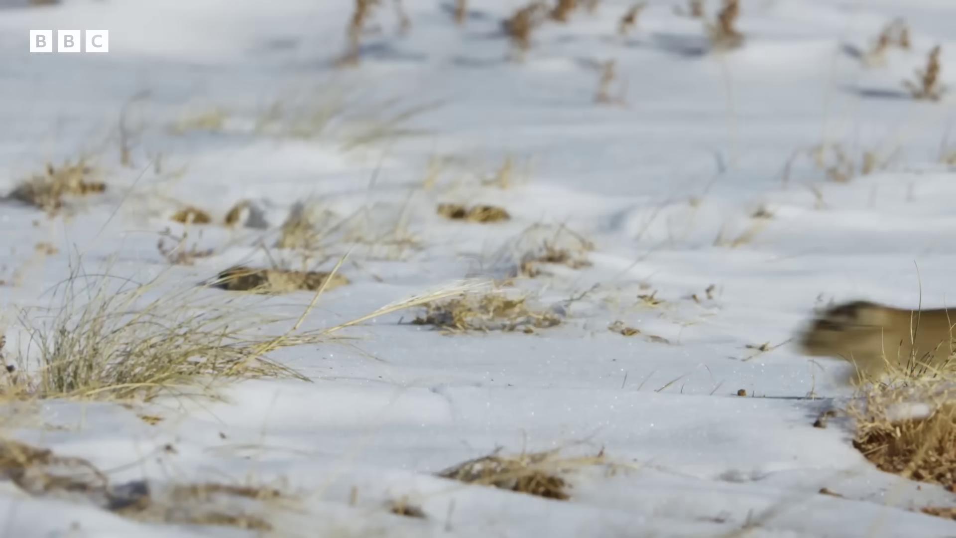 a bird is standing in the snow closeup of a snow owls face wolf in a snowfield snowy field still from a nature documentary still from nature documentary empty snow field snow camouflage snowy plains snow field footsteps in the snow 4k photo gigapixel tundra canada goose ground covered with snow werecrow