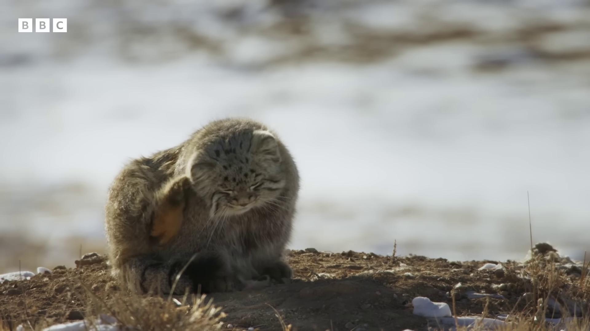 a small animal standing on top of a hill still from nature documentary still from a nature documentary bbc earth cuddly fur fluffy tail sharp claws and tail wearing intricate fur armor covered in soft fur thick fluffy tail with white fluffy fur national geographic footage wildlife documentary many cute fluffy caracals real fur wearing a luxury fur coat
