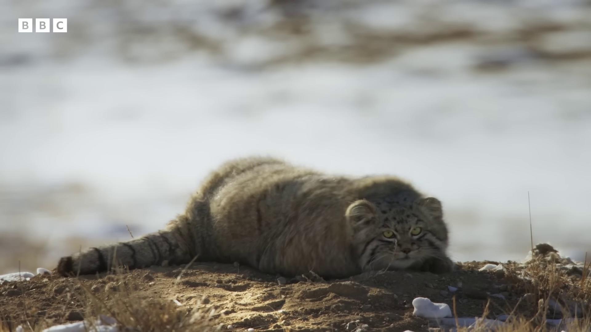 a cat is laying on the ground in the snow chonker cat still from nature documentary still from a nature documentary sand cat big cat african steppe long fluffy fur fluffy body snow leopard fluffy cat bbc earth wearing a luxury fur coat sabertooth cat whole cat body national geographic footage wildlife documentary