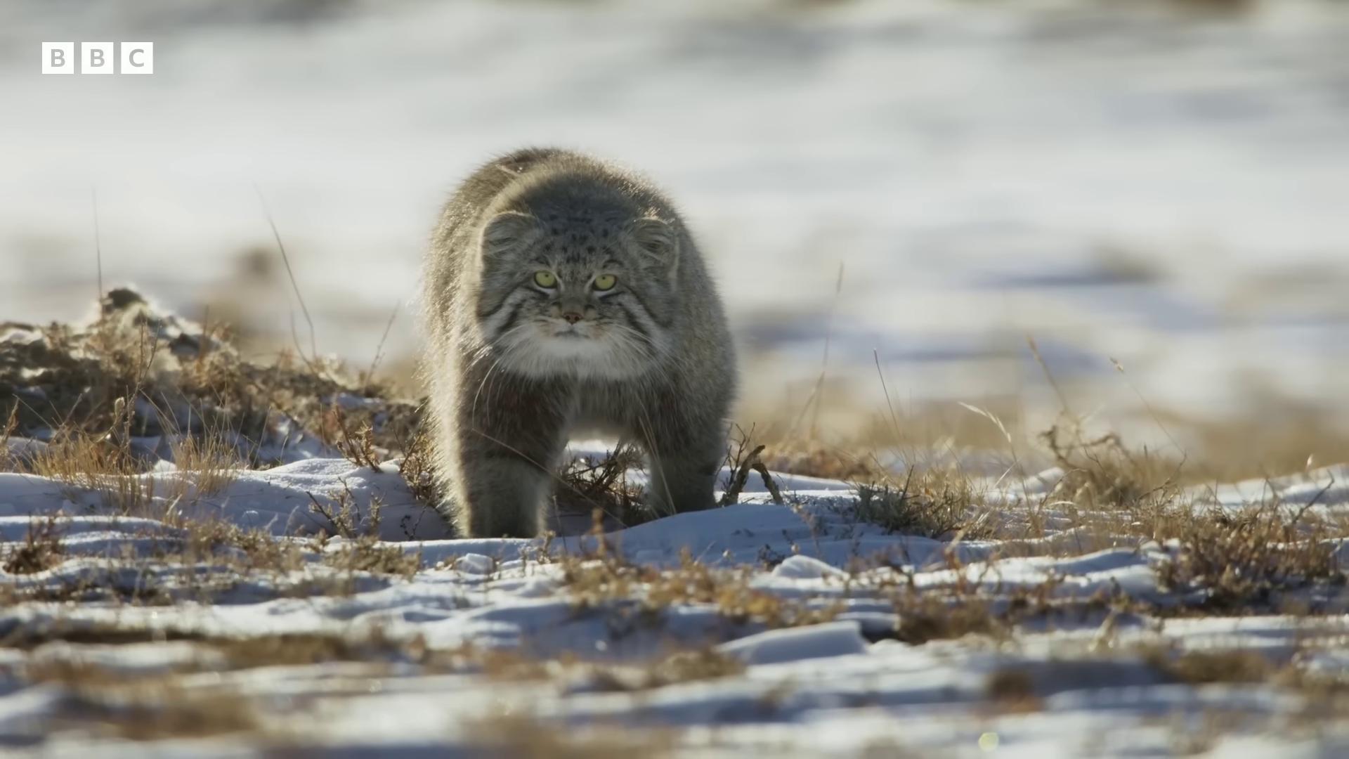 a small animal walking through the snow covered ground still from nature documentary still from a nature documentary bbc earth blue siberian forest cat angry cat long haired siberian cat the most bizarre hybrid animals fierce looking national geographic channel chonker cat nature documentry footage epic portrait of menacing large yellow eyes