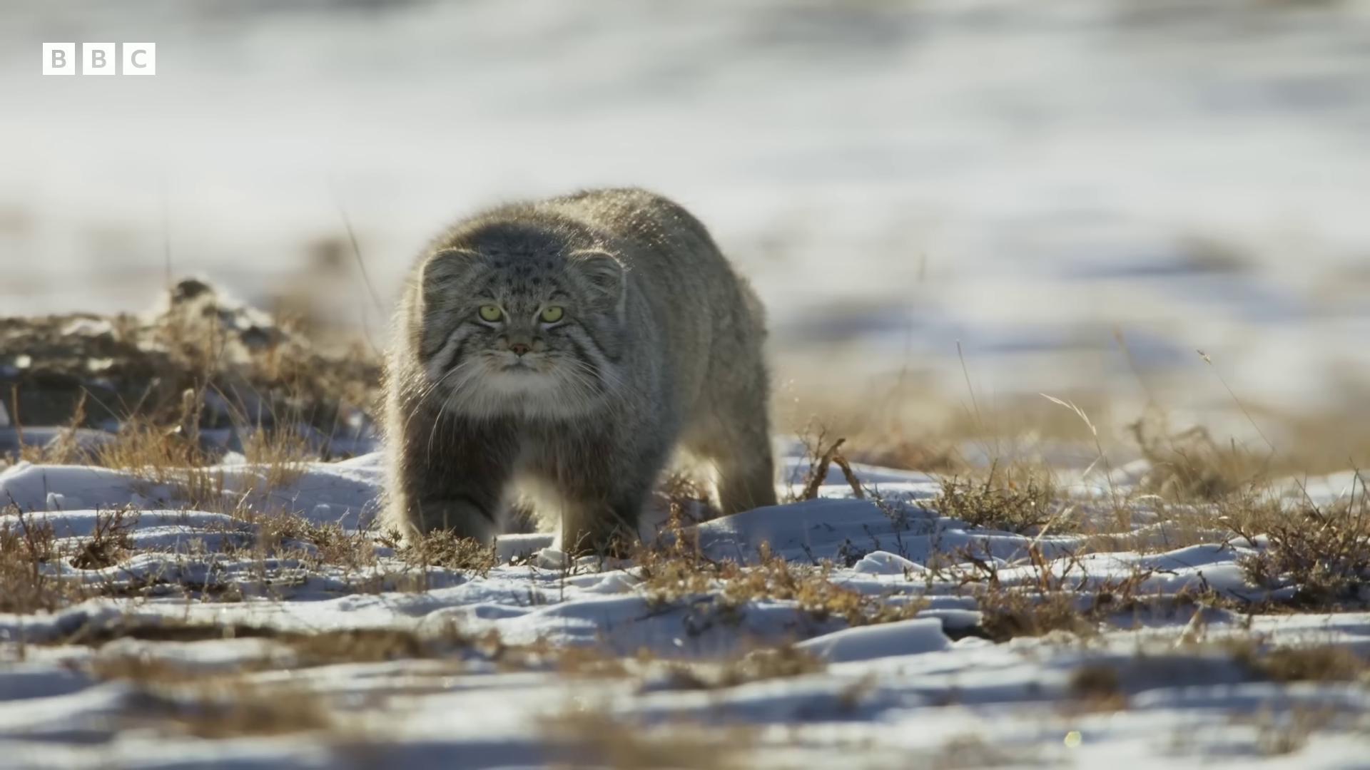 a cat walking through the snow covered ground still from nature documentary still from a nature documentary blue siberian forest cat bbc earth the most bizarre hybrid animals nature documentry footage long haired siberian cat dramatic cinematic detailed fur national geographic channel 4k photo gigapixel featured on vimeo wildlife documentary sabertooth cat