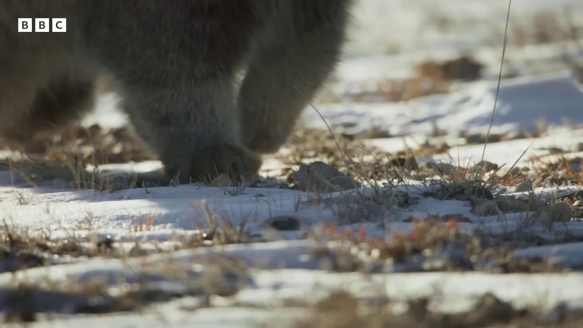 a bear walking through the snow covered ground still from nature documentary still from a nature documentary bbc earth dramatic cinematic detailed fur paws firm to the ground furry paw furry paws wildlife documentary two legged with clawed feet bear legs sharp detailed claws furry paws furry robot cat paws for feet cub chonker cat