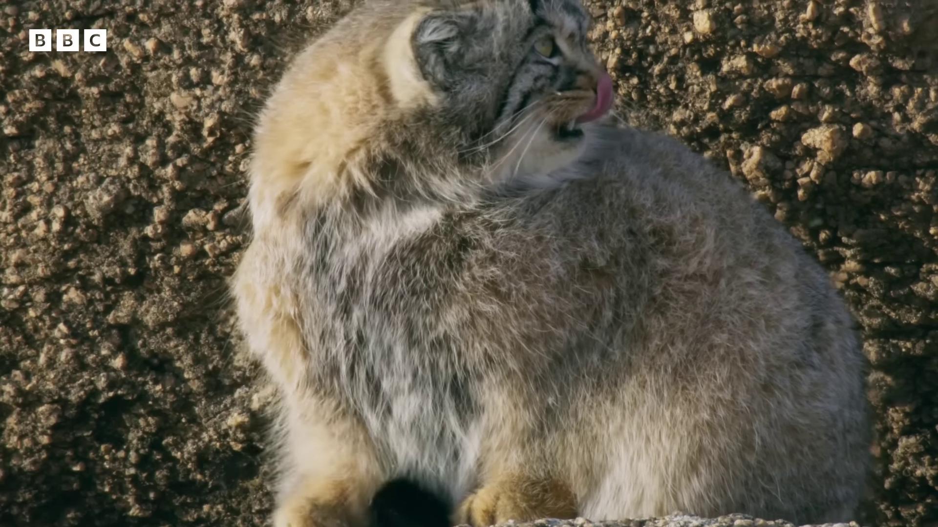a cat sitting on top of a rock still from a nature documentary still from nature documentary many cute fluffy caracals young lynx the most bizarre hybrid animals large horned tail chonker cat lynx dramatic cinematic detailed fur wearing intricate fur armor very fuzzy big cat furry pelt fluffy cat cute fluffy caracal