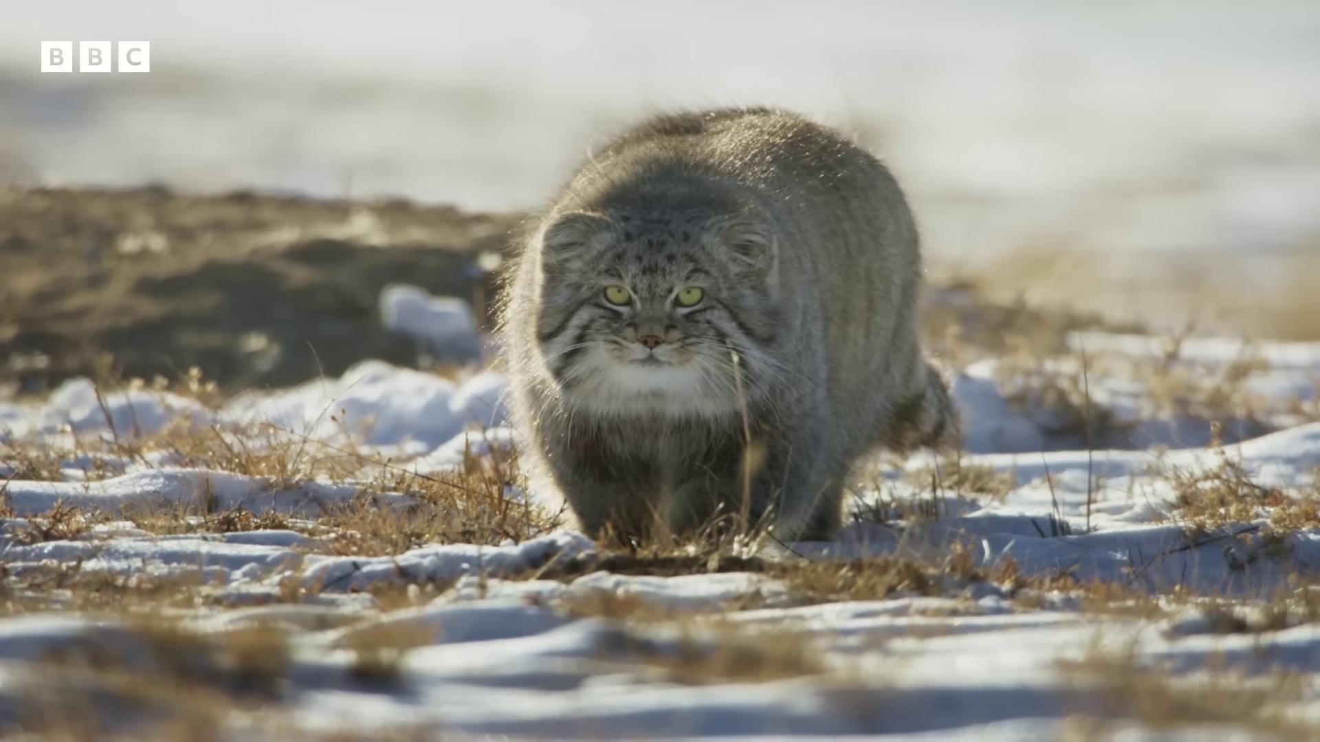 a cat walking in the snow chonker cat big cat still from nature documentary still from a nature documentary outrageously fluffy fluffy cat long fluffy fur alluring plus sized model blue siberian forest cat real life totoro fat chibi grey cat the most bizarre hybrid animals whole cat body giant cat monster real life pokemon