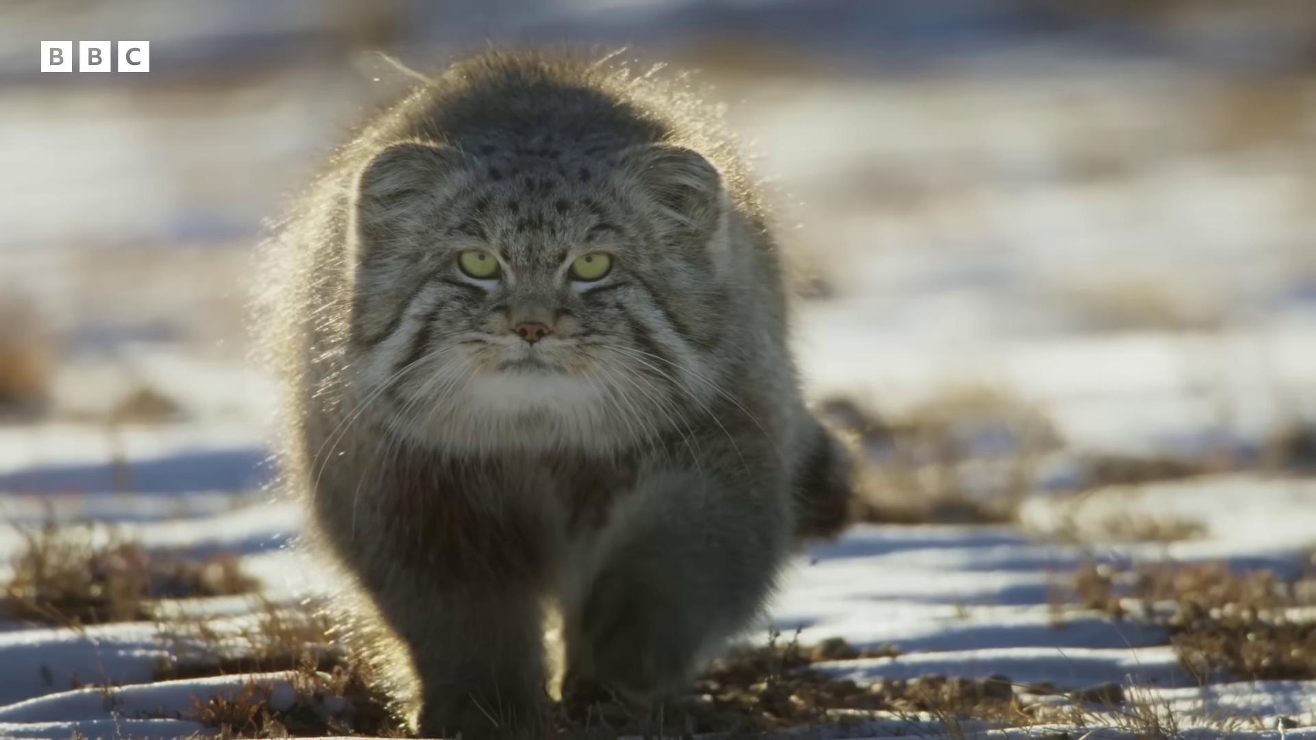 a cat walking in the snow chonker cat outrageously fluffy fluffy cat very fluffy blue siberian forest cat long fluffy fur real life pokemon big cat the cat is fluffy puffy poofy manes of fur fluffy body super fluffy long fur furry pelt perfect animal fluffy sabertooth cat