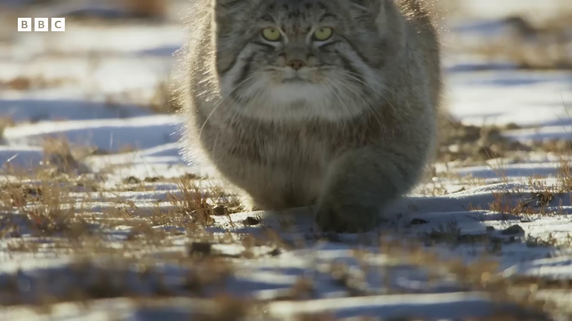 a cat walking through the snow covered ground chonker cat big cat fluffy cat still from a nature documentary outrageously fluffy still from nature documentary oh lawd he coming running cat the cat is fluffy long fluffy fur very fluffy real life pokemon awesome cat 8 k ultra realistic animal real life totoro