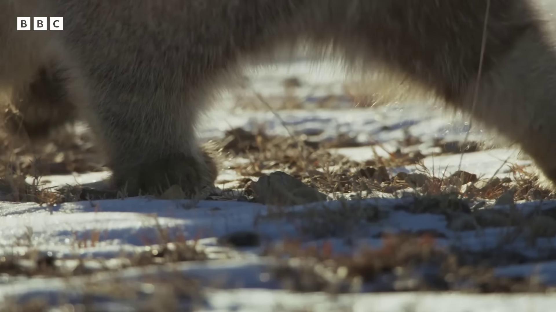 a bear walking through the snow covered ground still from a nature documentary still from nature documentary bbc earth dramatic cinematic detailed fur national geographic channel by emmanuel lubezki bear legs wildlife documentary national geographic footage cub low angle uhd 8 k from the tusk movie paws firm to the ground shot on anamorphic lenses