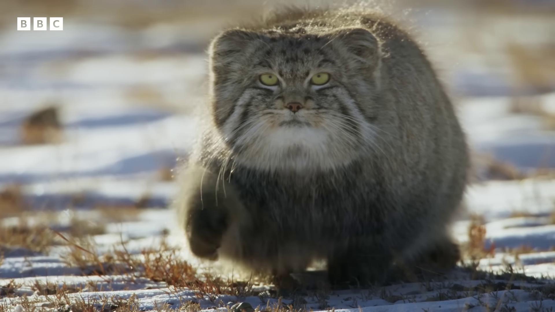 a cat walking in the snow chonker cat the most bizarre hybrid animals still from nature documentary still from a nature documentary outrageously fluffy fluffy cat real life pokemon electric cats that fly over ice 8 k ultra realistic animal 8 k ultra realistic creature very fluffy bbc earth the cat is fluffy perfect animal