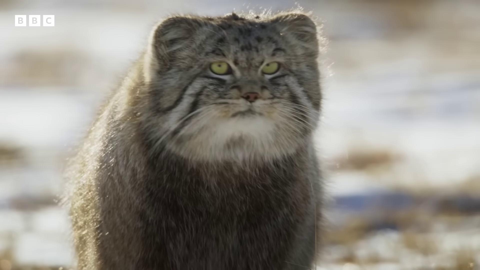 a cat standing in the snow looking at the camera chonker cat the most bizarre hybrid animals blue siberian forest cat still from nature documentary still from a nature documentary 8 k ultra realistic animal fluffy cat disneys bambi cat sabertooth cat 8 k ultra realistic creature perfect animal outrageously fluffy big cat