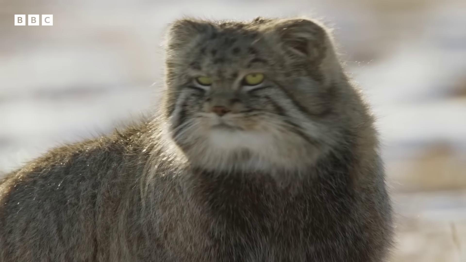 a cat is standing in the snow chonker cat still from a nature documentary 8 k ultra realistic animal still from nature documentary angry cat sabertooth cat tabaxi disneys bambi cat new cats movie 8 k ultra realistic creature shadowbringers cinematic fluffy cat big cat the most bizarre hybrid animals