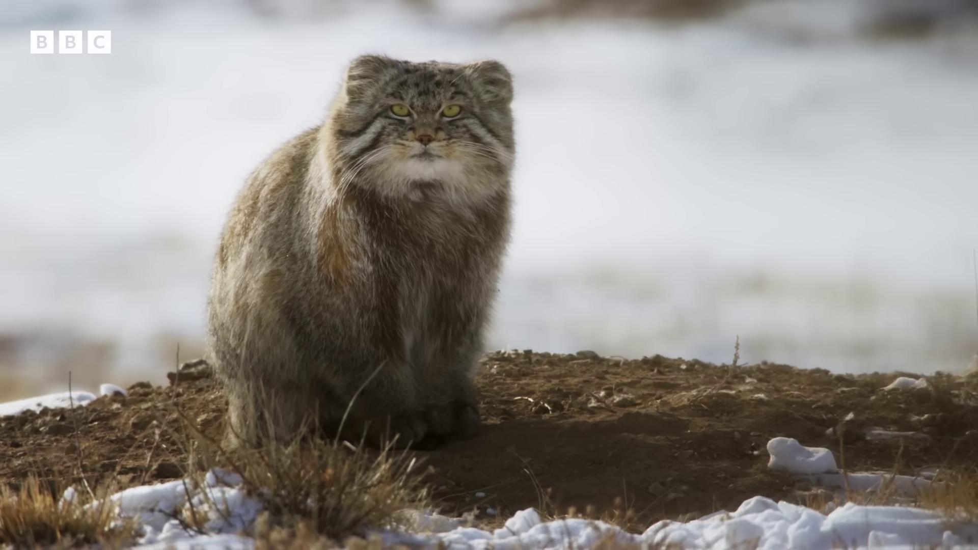 a cat sitting on top of a hill the most bizarre hybrid animals chonker cat still from nature documentary fluffy cat persian cat still from a nature documentary long haired siberian cat blue siberian forest cat outrageously fluffy hybrid animal monstrocity animal fantastic animal long fur the cat is fluffy furry pelt