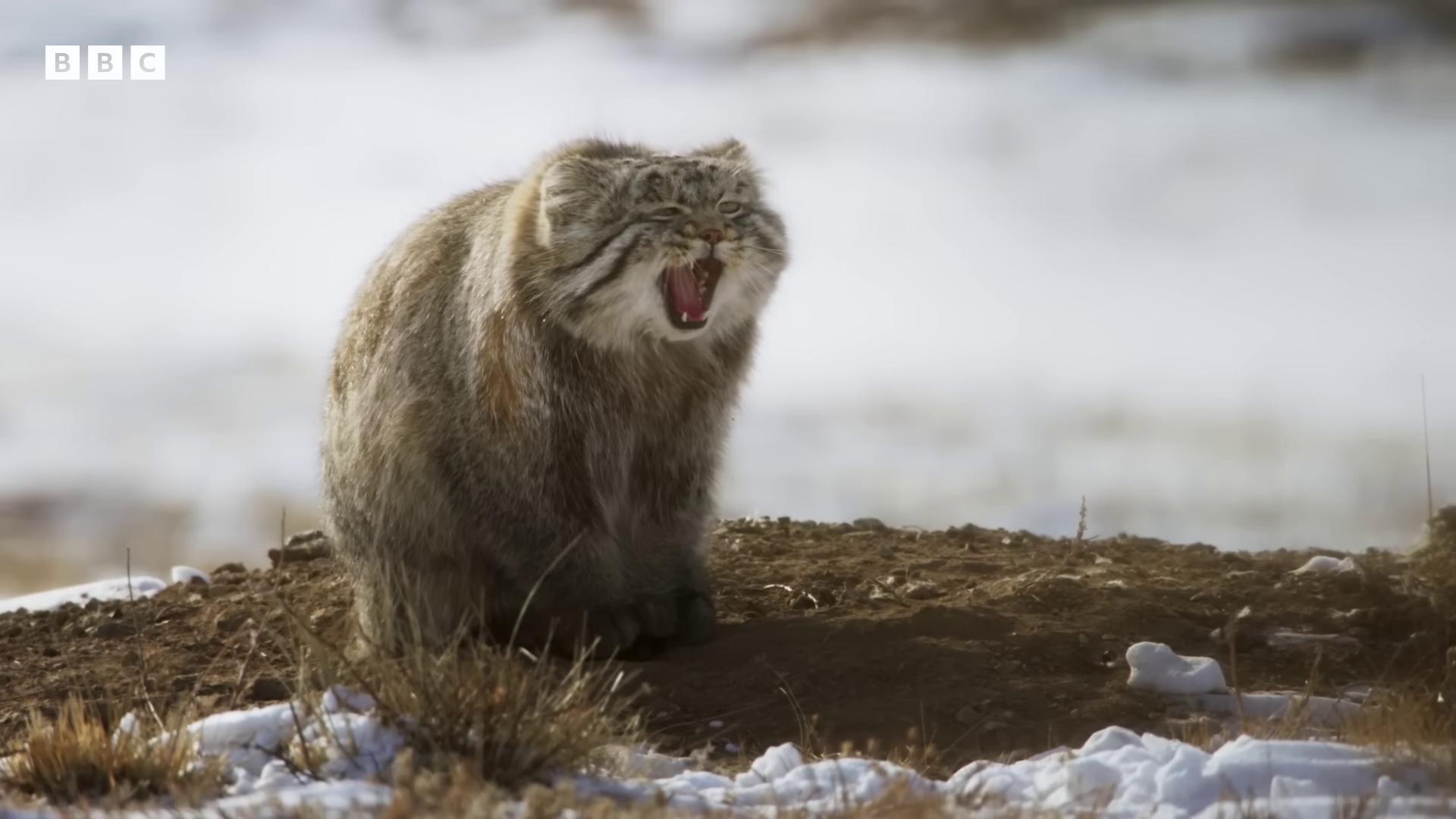 a marous maromeunda maromesus maromesus maromesus maromesus maromesus maromesus maromesus maromesus mar still from a nature documentary still from nature documentary chonker cat angry cat fluffy cat persian cat blue siberian forest cat long haired siberian cat sabertooth cat photo of a cat