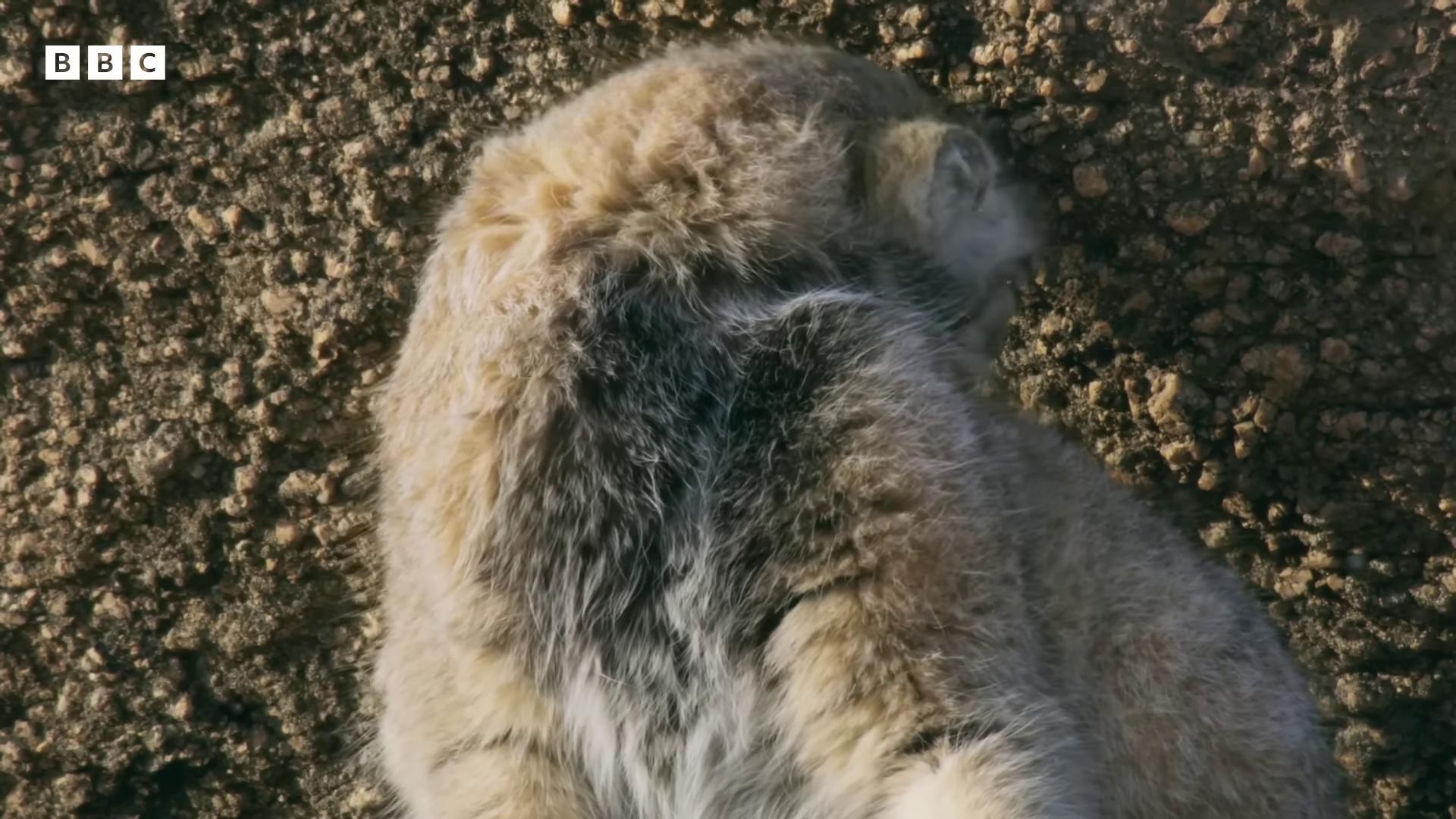 a bear is standing in the dirt still from a nature documentary still from nature documentary dramatic cinematic detailed fur many cute fluffy caracals bbc earth national geographic channel young lynx national geographic footage wildlife documentary complete whole lion body nature documentary face down 4 k hd fur face movie still of a tired fur with mud