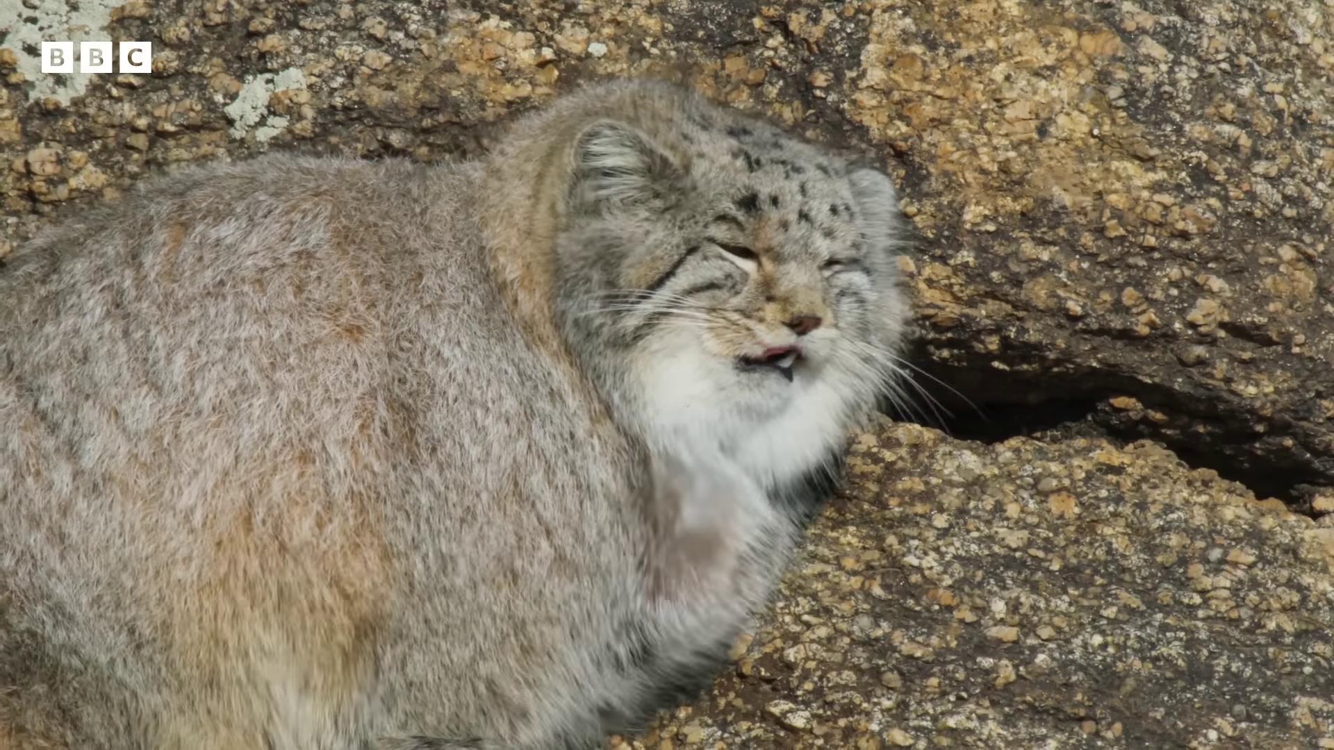a cat is sitting on a rock chonker cat still from a nature documentary still from nature documentary big cat very round prominent jaw and visible fangs fluffy cat extremely plump outrageously fluffy sabertooth cat happy big chungus large long fluffy fur microscopic cat squish