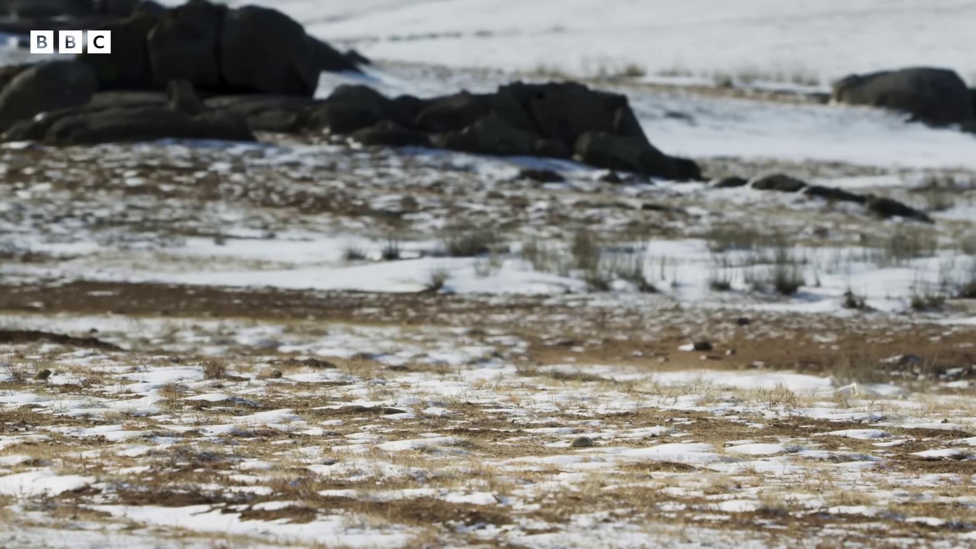 a bird is standing in the snow on a hill empty snow field old cowboy in the arctic ancient mongolian elon musk from the tusk movie cinematic silk road lanscape unicorn from the tusk movie wolf in a snowfield in the steppe african steppe buffalo hunt movie dramatic cinematic detailed fur standing in a barren field