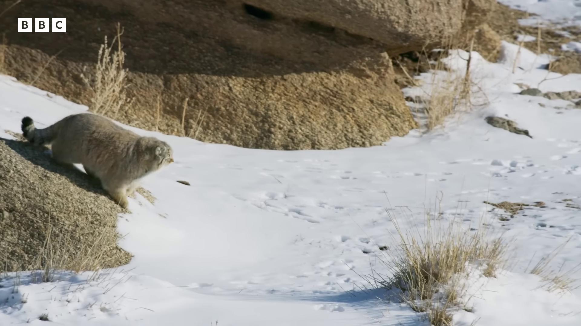 a bear is standing on a rock in the snow still from a nature documentary still from nature documentary dramatic cinematic detailed fur snow monkeys at the mountain spa bbc earth wildlife documentary national geographic channel national geographic footage ancient mongolian elon musk reallife tom and jerry wolf in a snowfield polar bear in the far background
