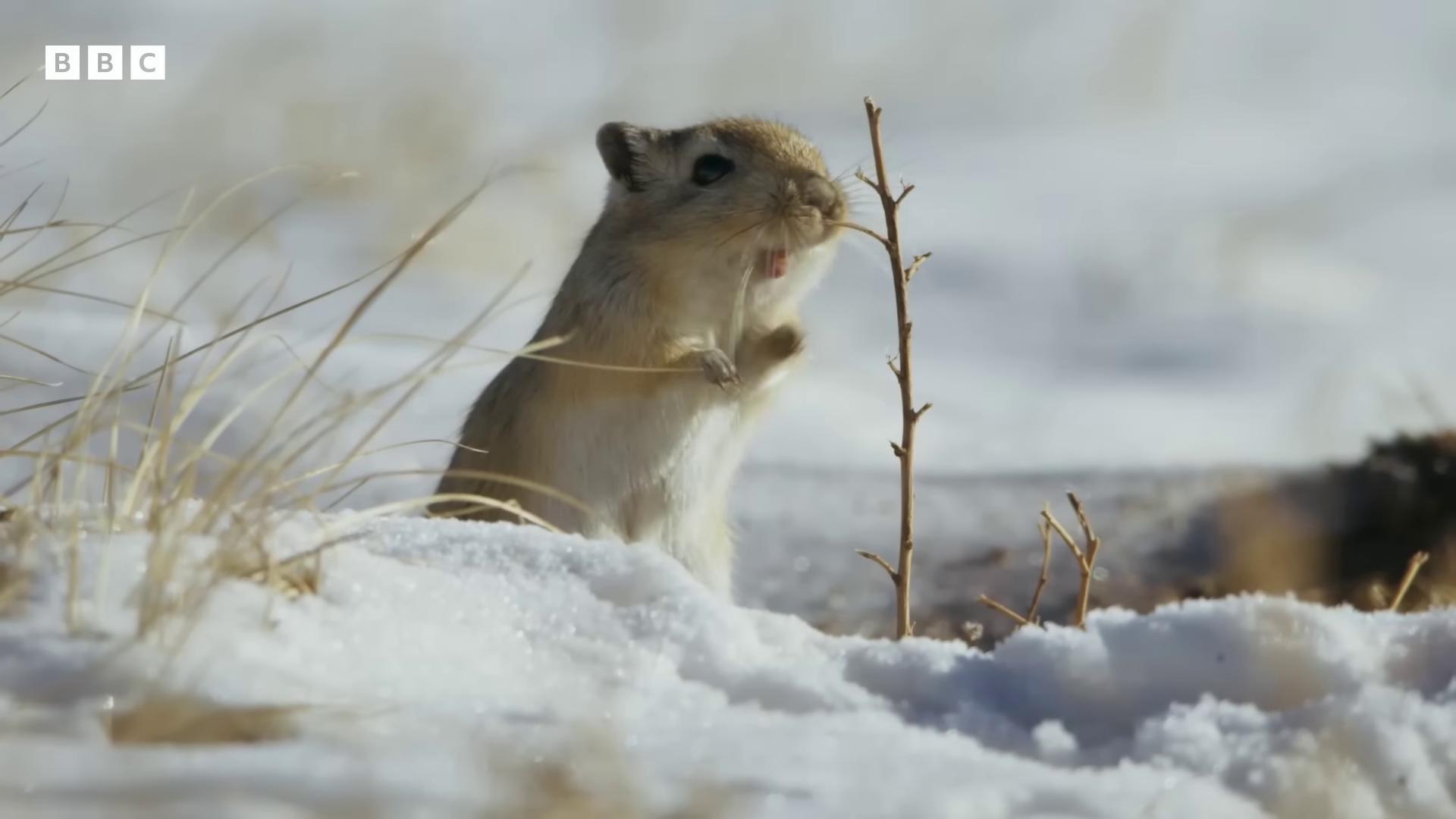 a small roderoa standing in the snow still from nature documentary still from a nature documentary national geographic channel bbc earth gopher national geographic national geographic footage nat geo nature documentry footage nature documentary small animals national geographic quality wildlife documentary the squirrel king natural tpose natgeo cute single animal