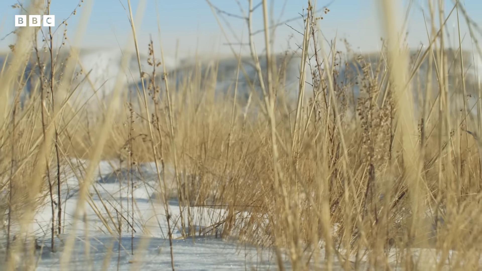 a field of tall grass in the snow anamorphic cinematography dramatic cinematic detailed fur by emmanuel lubezki from the tusk movie still from a music video still from nature documentary greig fraser cinematography shot on anamorphic lenses still from a nature documentary cinematic luts fargo still frame from a movie