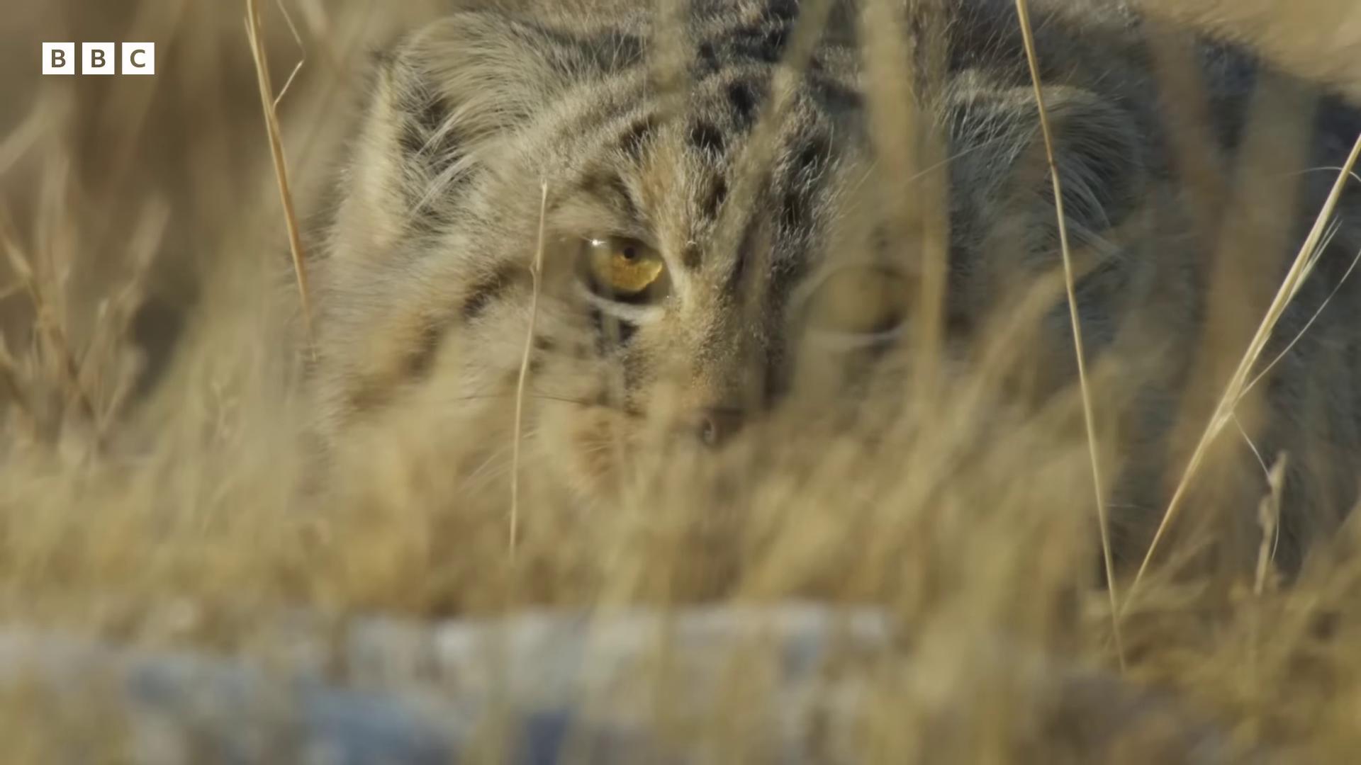 a cat is sitting in the tall grass still from nature documentary still from a nature documentary bbc earth african steppe featured on vimeo national geographic channel national geographic footage dramatic cinematic detailed fur large yellow eyes luxuriant wildlife documentary nature documentry footage young lynx in the steppe wide ayes wildlife preservation