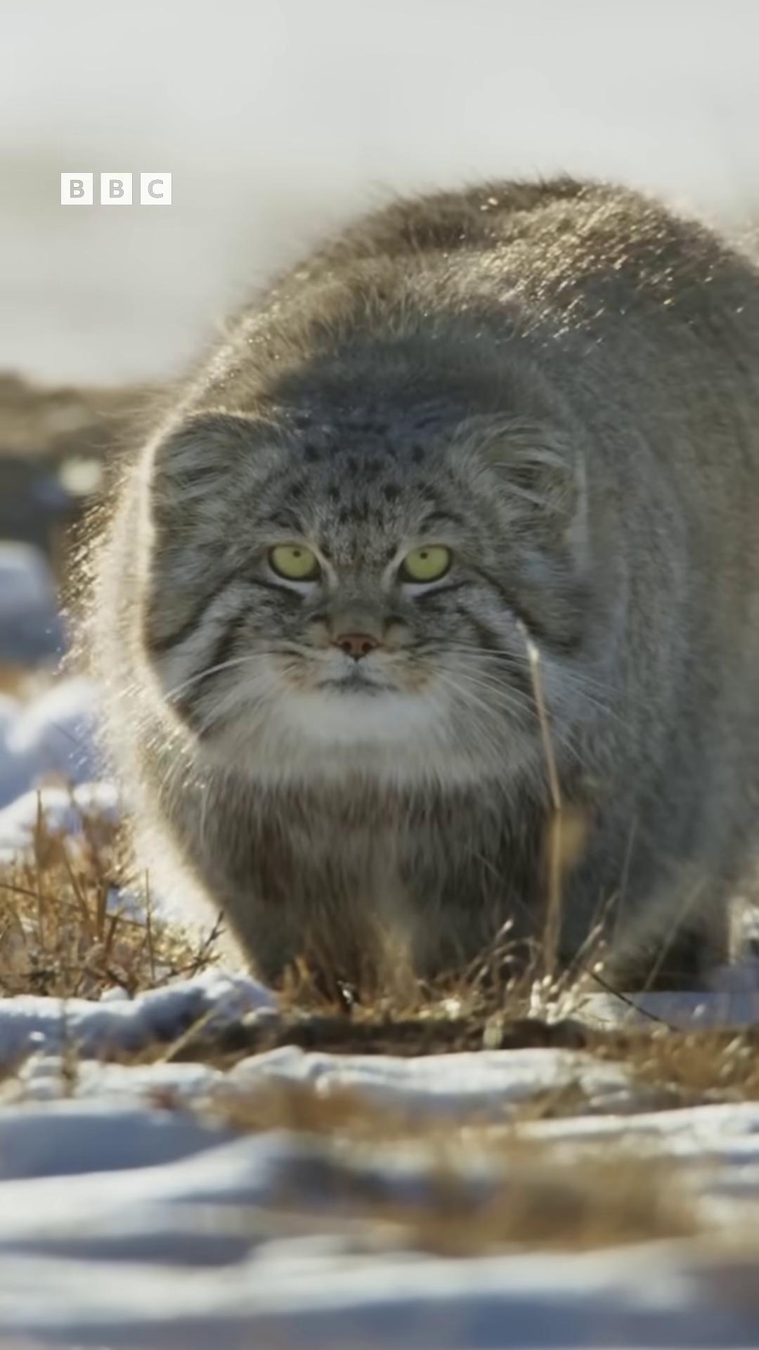 a cat walking in the snow chonker cat outrageously fluffy fluffy cat blue siberian forest cat big cat the cat is fluffy still from nature documentary still from a nature documentary real life totoro real life pokemon the most bizarre hybrid animals whole cat body long fluffy fur very fluffy armored cat