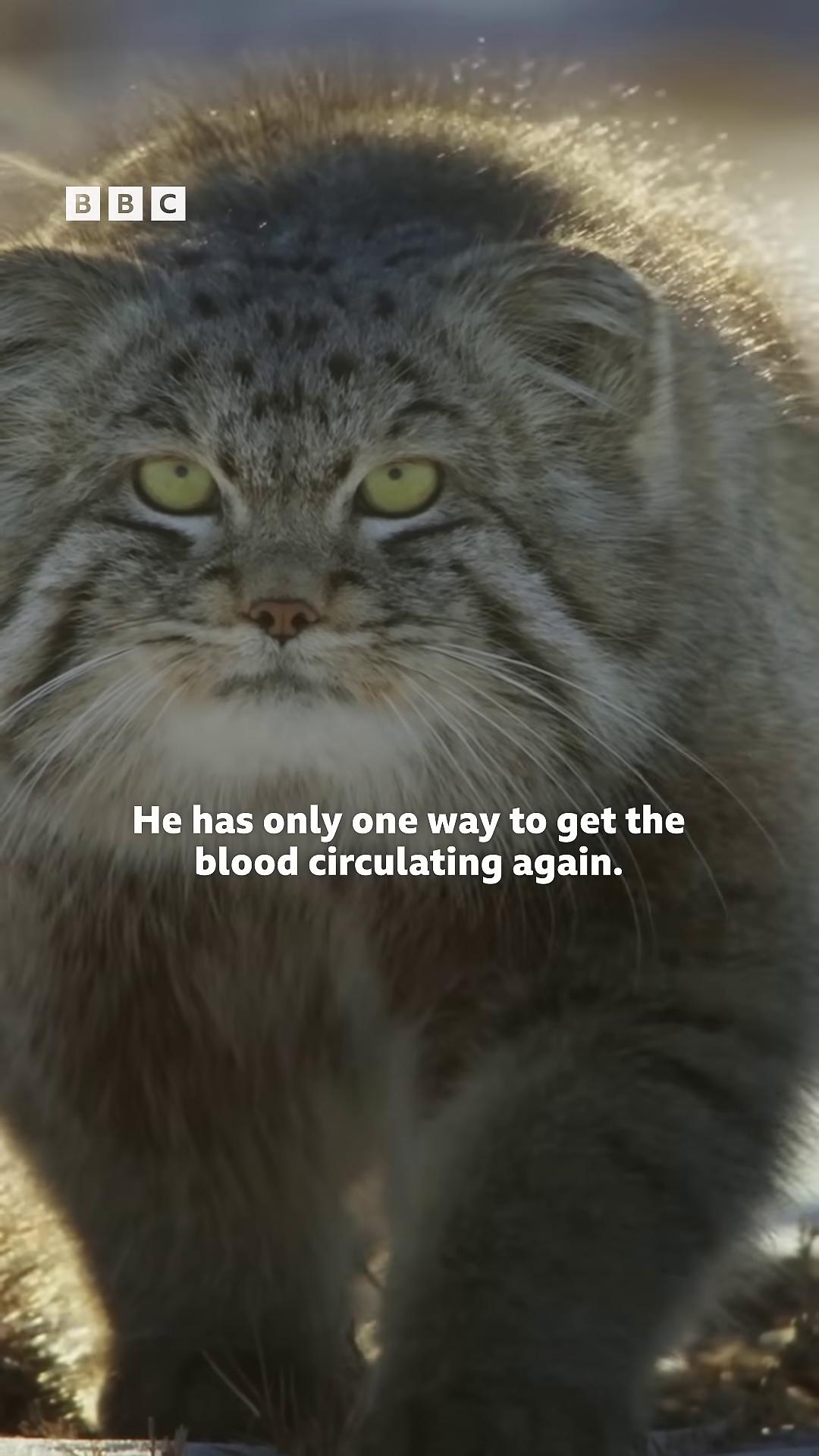 a cat with a capt that says still from a nature documentary still from nature documentary new cats movie shadowbringers cinematic anthropomorphic lynx big cat featured on vimeo young lynx has blood bbc earth