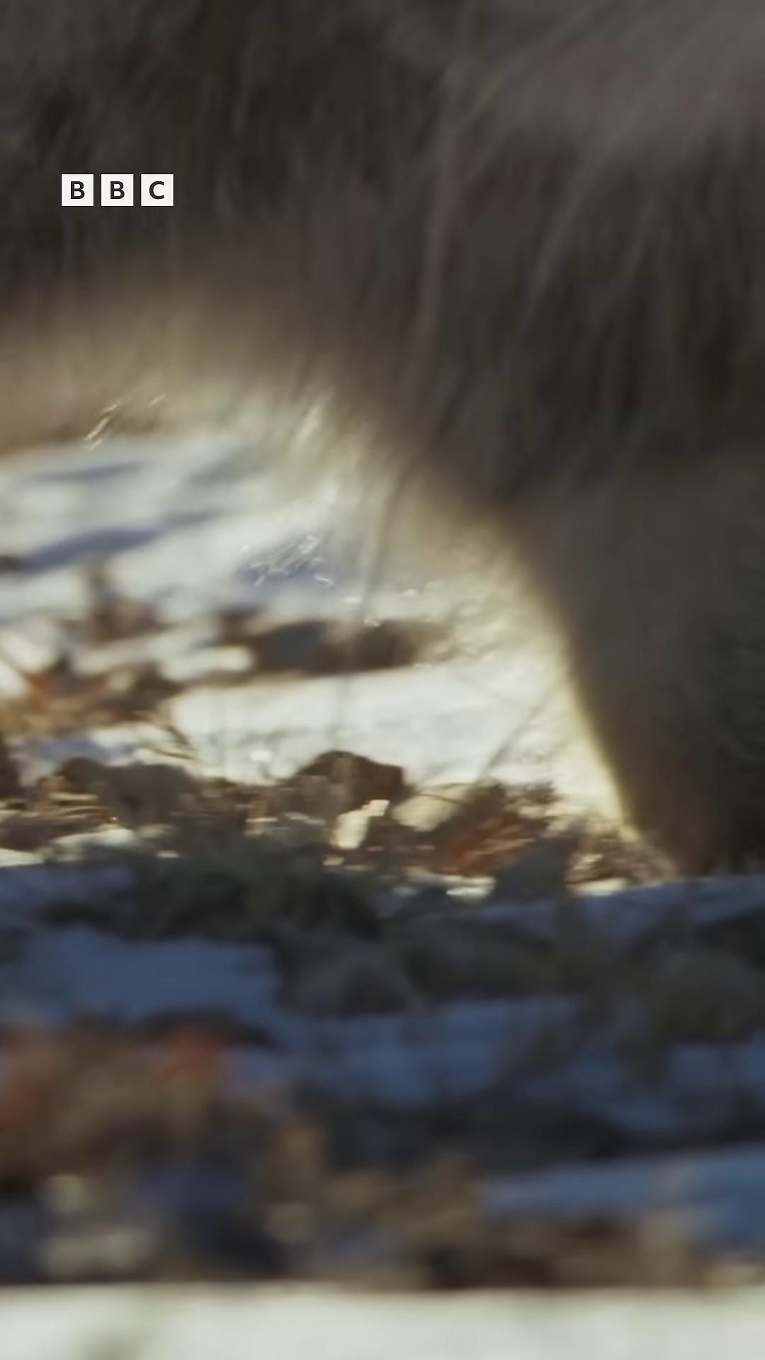 a bear walking on a rocky beach still from a nature documentary still from nature documentary wild shape raccoon wildlife documentary dramatic cinematic detailed fur 8 k hd dof 8k hd dof low angle 8k hd nature photo national geographic footage nature documentary low dof cinematic focus dof short focus depth
