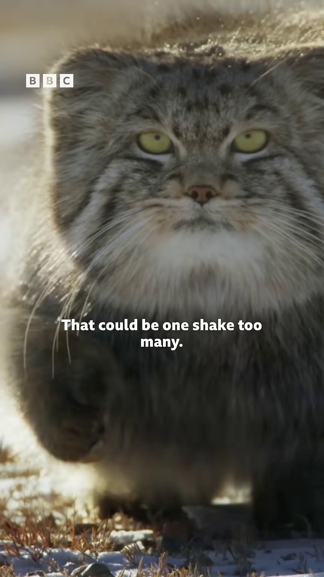 a cat with a capt that says still from a nature documentary still from nature documentary chonker cat the cat is fluffy featured on vimeo big cat tabaxi new cats movie fluffy cat