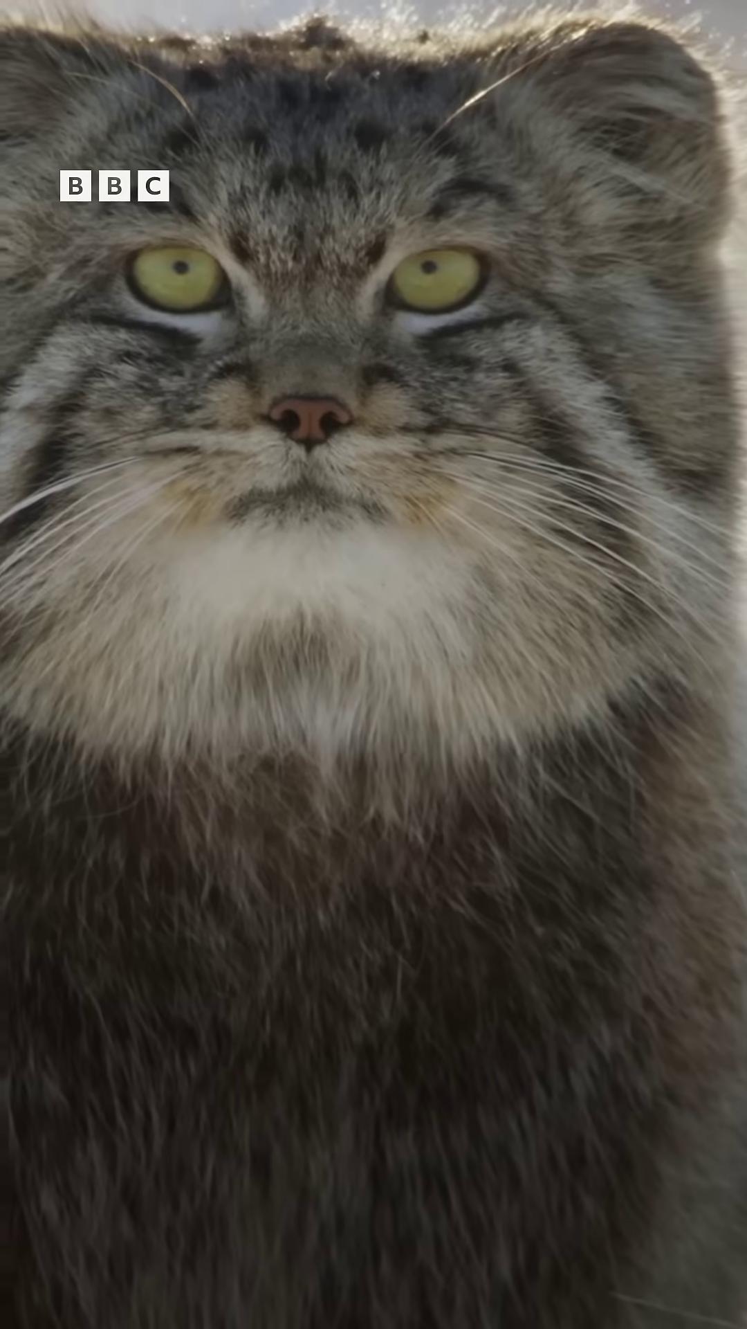 a cat with a very long hair blue siberian forest cat dramatic cinematic detailed fur disneys bambi cat 4 k hd fur face tabaxi new cats movie still from a nature documentary 8 k ultra realistic animal long haired siberian cat still from nature documentary tabaxi male angry cat chonker cat warrior cats