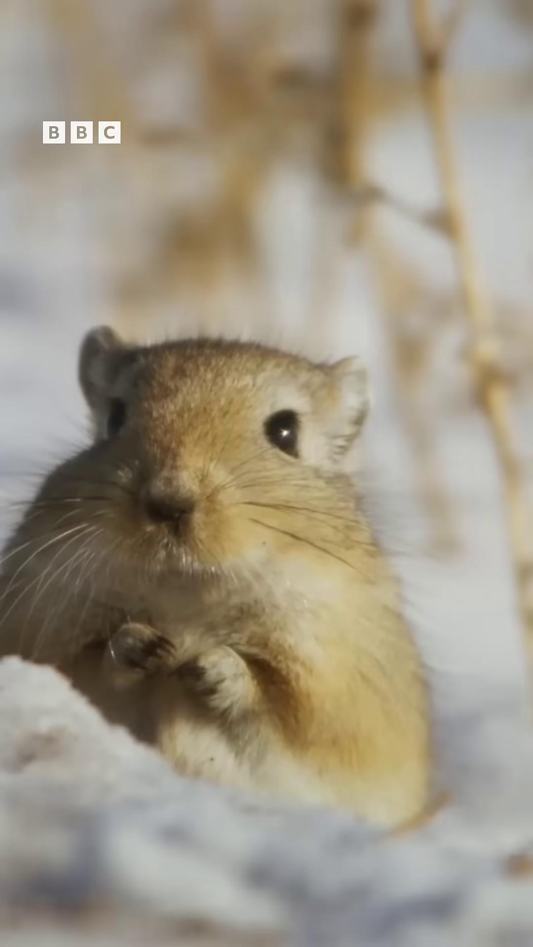 a small roderoa in the snow still from nature documentary still from a nature documentary bbc earth cute single animal national geographic footage nature documentry footage small animals national geographic channel photo of a hamster nature documentary gopher gmunk elephant shrew cute animal closeup of an adorable