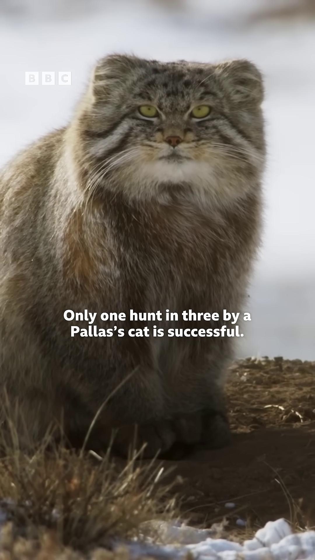 a cat sitting on the ground with the capt that says only cats are humans only humans only humans only humans only humans only humans only humans only chonker cat still from nature documentary new cats movie still from a nature documentary blue siberian forest cat fluffy cat warrior cats book series tabaxi bbc earth the cat is fluffy