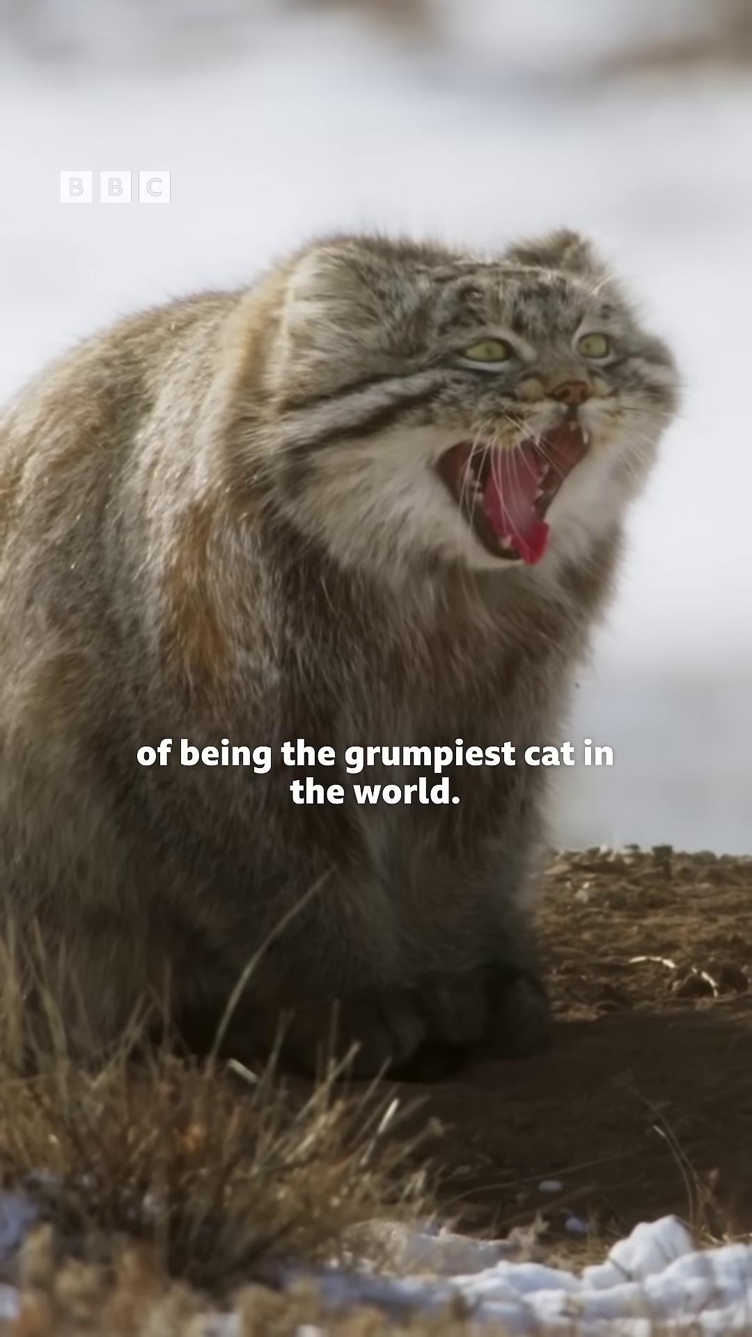 a cat with its mouth open and its mouth open still from nature documentary still from a nature documentary grumpy cat grumpy cat smiling ear to ear angry cat bbc earth grumpy soft but grumpy tabaxi awesome cat new cats movie funny cat chonker cat big cat grumpy old grimacing