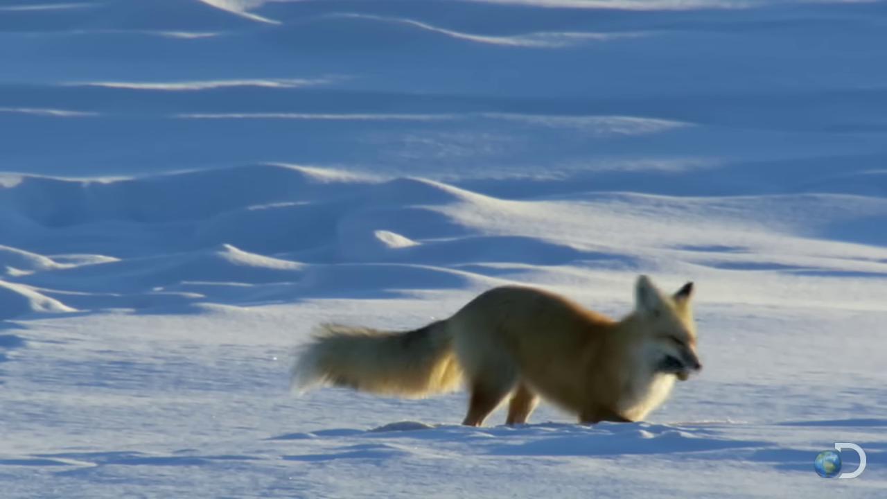 a dog is running through the snow fox flying through landscape the foxlike evolution pokemon fox animal wolf in a snowfield cute fox red fox still from a nature documentary whimsical fox still from nature documentary miniature fox white fox anime fox the lovely hairy fox white fox the screaming fox fox in a lab coat