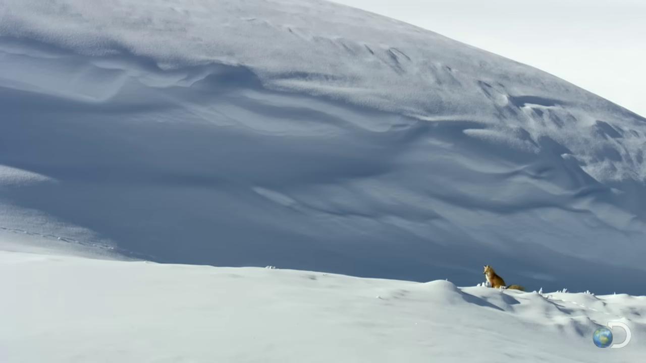 a man is skiing down a snowy mountain wolf in a snowfield still from nature documentary still from a nature documentary fox flying through landscape snow dunes bbc earth snow field national geographic channel dramatic cinematic detailed fur snowy arctic environment tundra ground covered with snow fox empty snow field fox animal national geographic footage