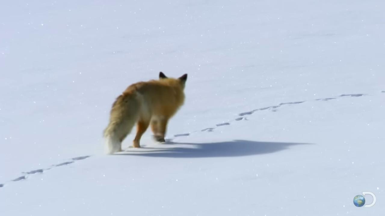 a fox walking across a snow covered field wolf in a snowfield fox flying through landscape still from a nature documentary still from nature documentary red fox fox footsteps in the snow fox animal ethereal fox the foxlike evolution pokemon whimsical fox fox tail three tailed fox cute fox tonic the fox part fox