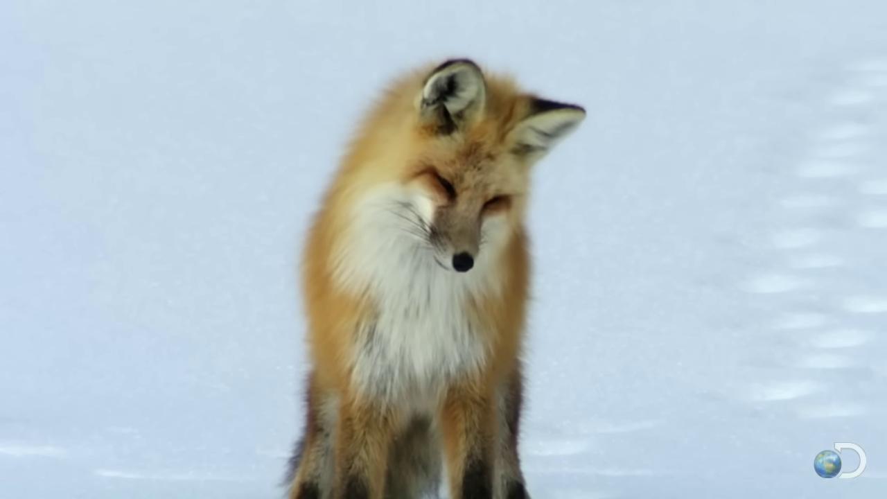 a fox standing in the snow looking at something red fox fox animal fox cute fox female fox the foxlike evolution pokemon fluffy tail the lovely hairy fox thick fluffy tail fluffy fox ears whimsical fox fox tail tonic the fox digital fox no fur stylised fox like appearance