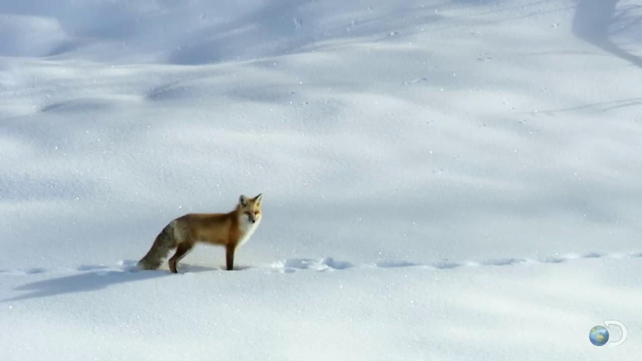 a fox in the snow still from nature documentary still from a nature documentary wolf in a snowfield fox animal red fox fox flying through landscape fox bbc earth cute fox snowy footsteps in the snow white fox snow field female fox standing in the snow miniature fox in snow whimsical fox national geographic footage