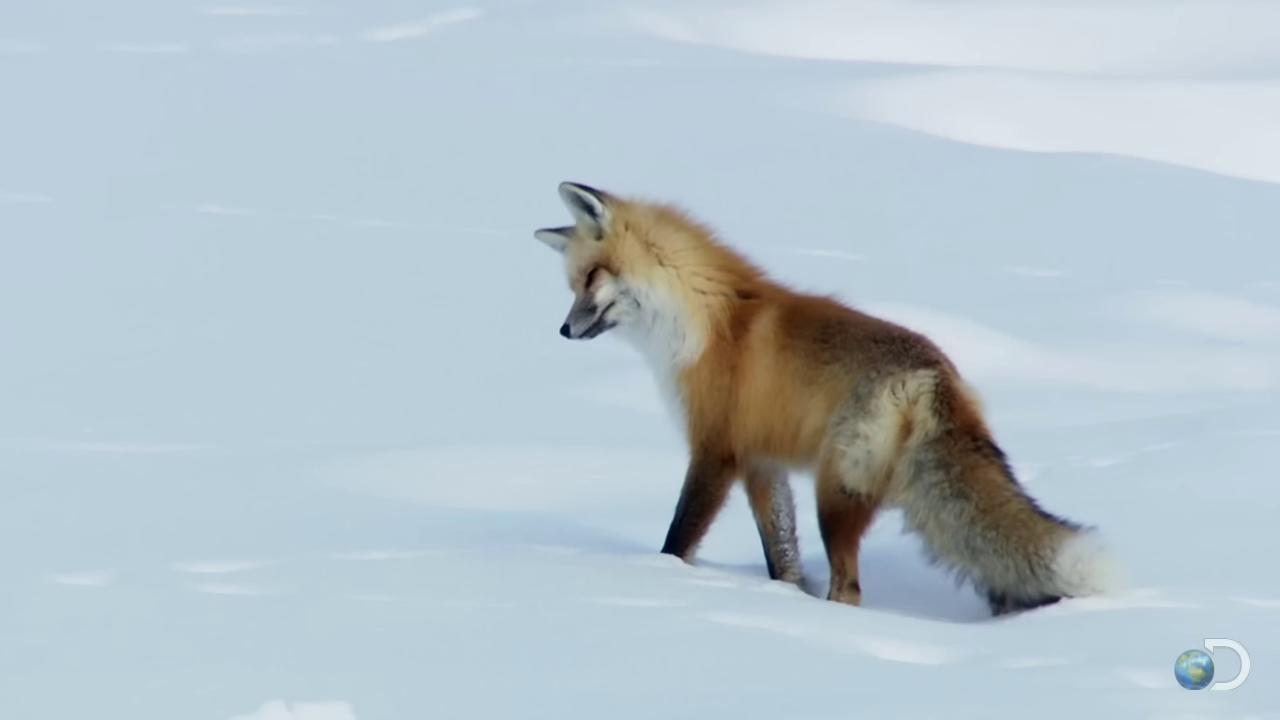 a red fox in the snow red fox fox animal still from nature documentary still from a nature documentary cute fox bbc earth fox female fox the lovely hairy fox the foxlike evolution pokemon whimsical fox fox tail wolf in a snowfield by peter snow ethereal fox miniature fox white fox part fox