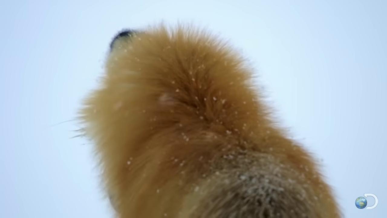 a dog with a long tail looking up at the sky dramatic cinematic detailed fur still from nature documentary still from a nature documentary fox tail bbc earth wildlife documentary fox animal the screaming fox long fluffy fur thick fluffy tail nature documentry footage red fox long elegant tail behind national geographic channel fluffy tail hd fur
