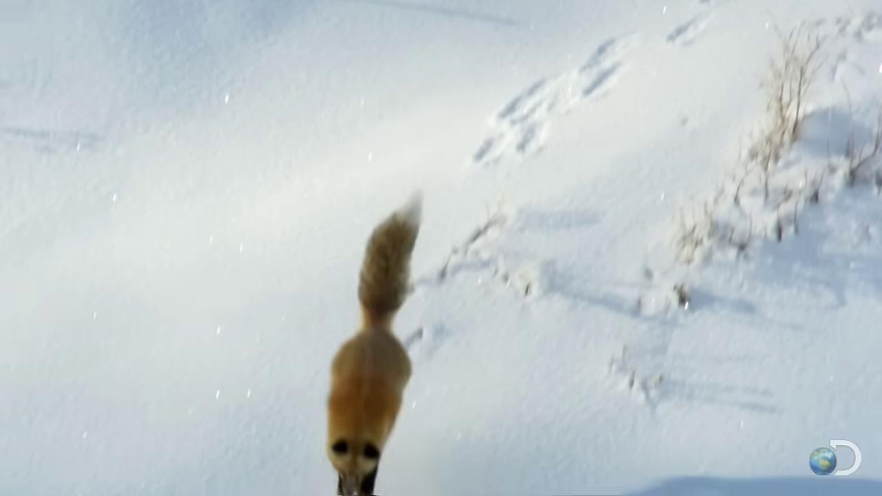 a fox is running through the snow fox flying through landscape fox caught on trail cam miniature fox female fox ethereal fox fox animal fox tail part fox trail cam footage cute fox trail cam tonic the fox playing with a fox trailcam footage red fox blurry image the screaming fox