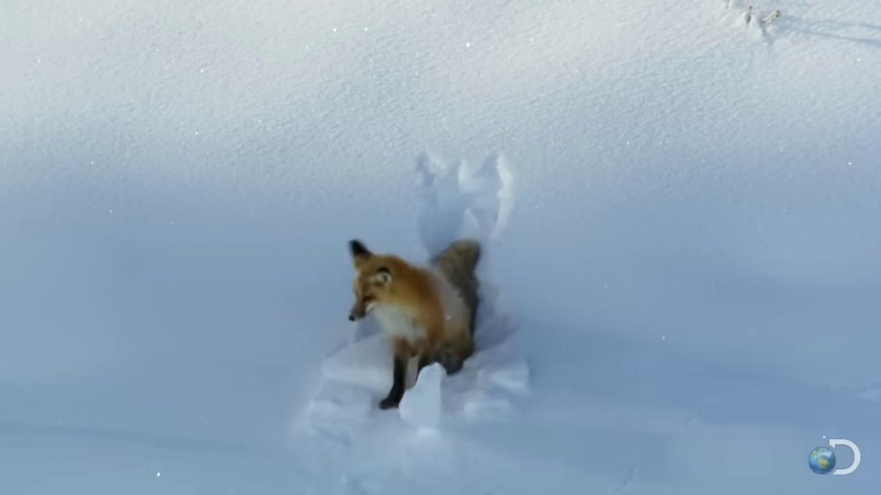 a fox is running through the snow still from a nature documentary fox flying through landscape cute fox fox animal fox wolf in a snowfield playing with a fox still from nature documentary part fox whimsical fox red fox burried in snow at night miniature fox national geographic footage of a fox wearing a santa hat