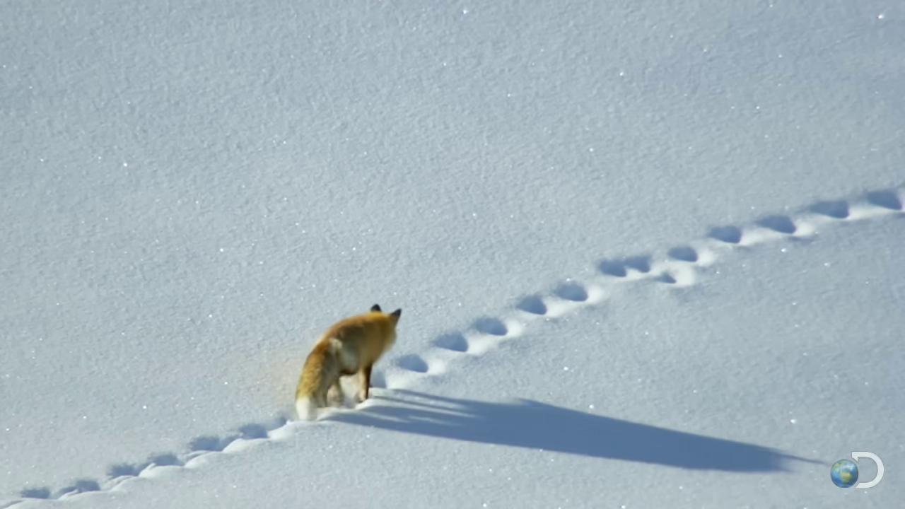a fox is walking through the snow footsteps in the snow fox flying through landscape still from a nature documentary still from nature documentary wolf in a snowfield fox cute fox fox animal miniature fox whimsical fox fox tail national geographic footage red fox walking across ice planet bbc earth nature documentry footage