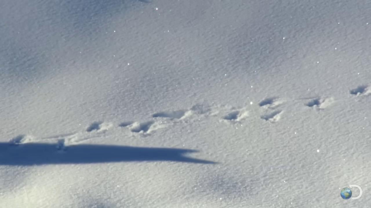 a bird is walking in the snow footsteps in the snow still from a nature documentary still from nature documentary wolf in a snowfield bbc earth wild shape raccoon footprints trail cam footage snowy snow camouflage discovery channel homicide in the snow trail camera footage nature documentry footage national geographic footage