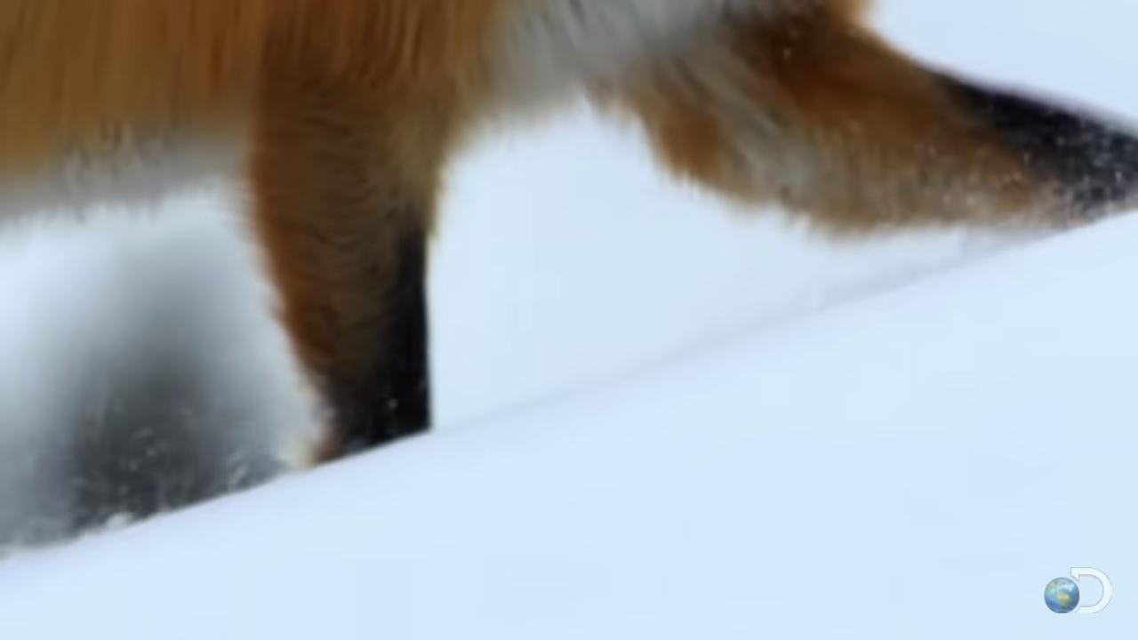 a fox in the snow fox fox tail fox animal fox flying through landscape cute fox still from a nature documentary hands that are fox paws miniature fox fox legs still from nature documentary underside of a fox paw foxes red fox female fox part fox of a fox wearing a santa hat bbc earth