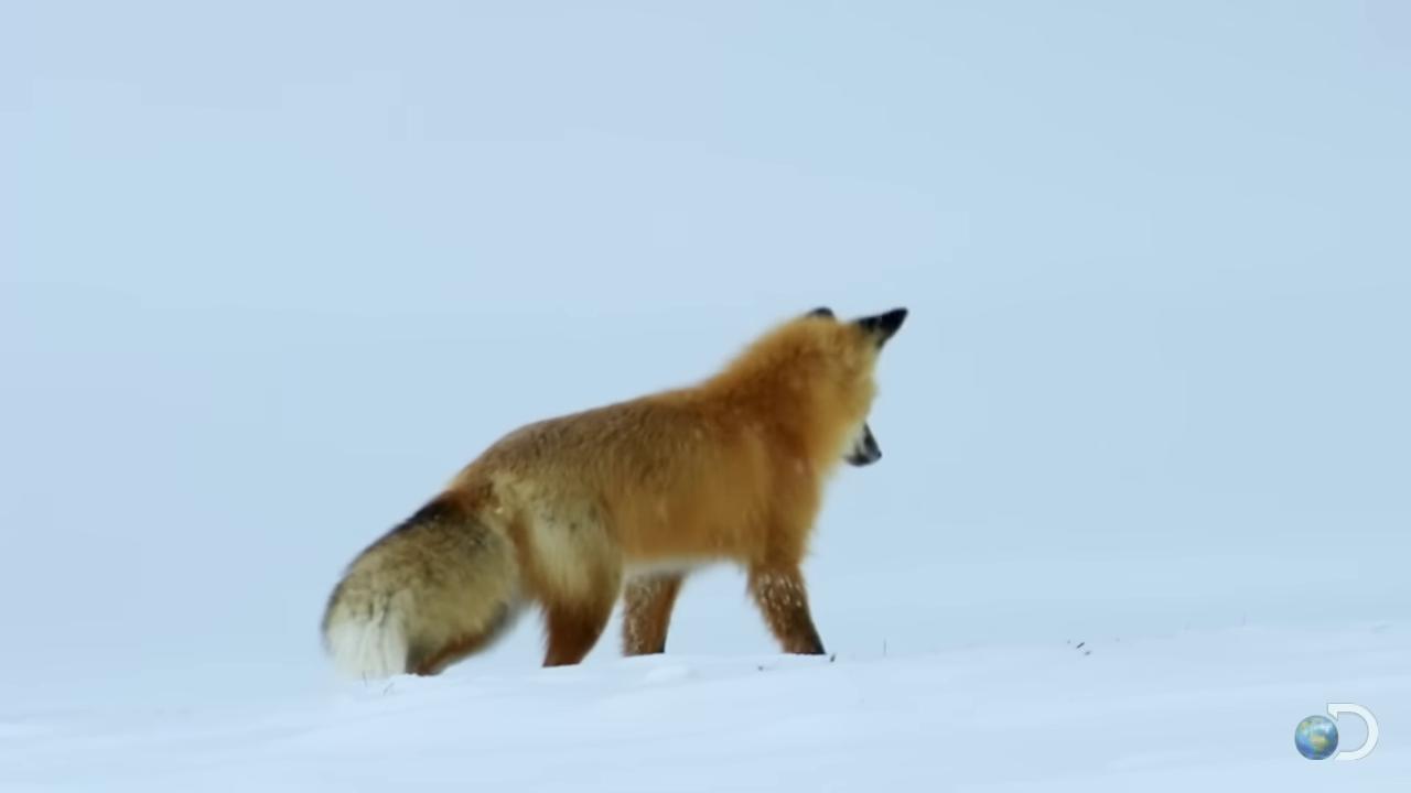 a fox is walking through the snow fox animal fox flying through landscape the screaming fox part fox the foxlike evolution pokemon red fox fox wolf in a snowfield fluffy fox ears ethereal fox whimsical fox stern looking fox in a lab coat still from a nature documentary cute fox three tailed fox female fox