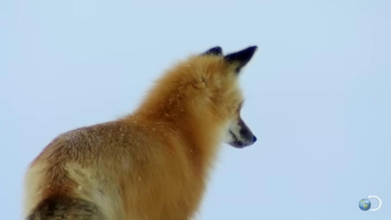 a fox is standing on top of a rock red fox fox animal fox still from nature documentary still from a nature documentary the lovely hairy fox part fox cute fox tonic the fox fox tail of a fox wearing a santa hat orange fur fluffy fox ears stern looking fox in a lab coat female fox whimsical fox